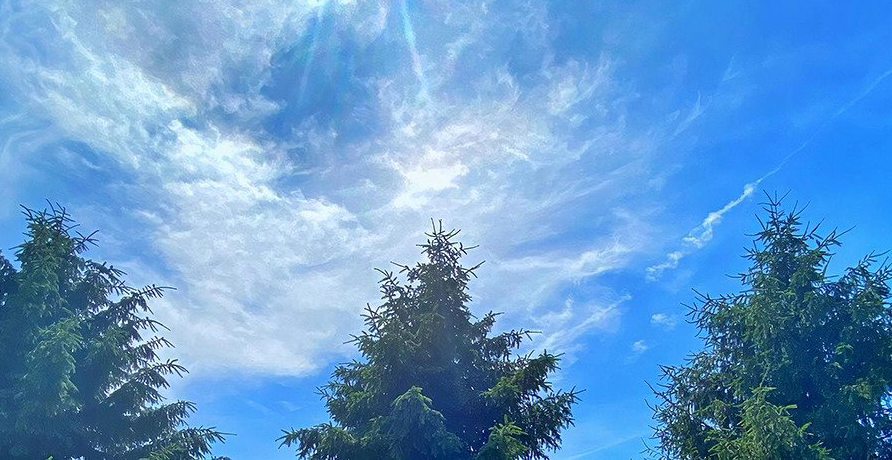 picture of trees with clouds in the background.